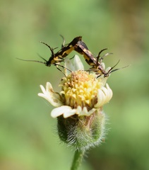 Eretmocera impactella