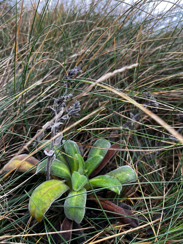 Myosotis rakiura, photograph 2