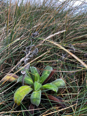 Myosotis rakiura, photograph (c) Ben, some rights reserved (CC BY)