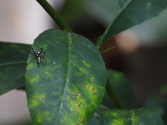 Telamonia dimidiata