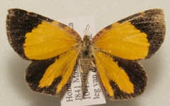 Heterusia