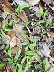 Oplismenus hirtellus setarius