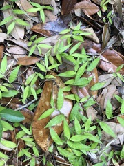 Oplismenus hirtellus setarius