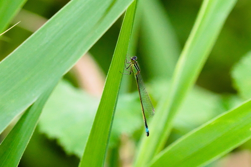 Blue-tailed Damselfly