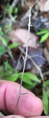 Oplismenus hirtellus setarius