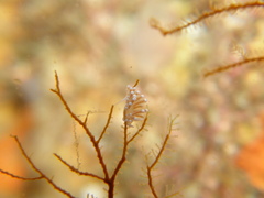 Sakuraeolis gerberina