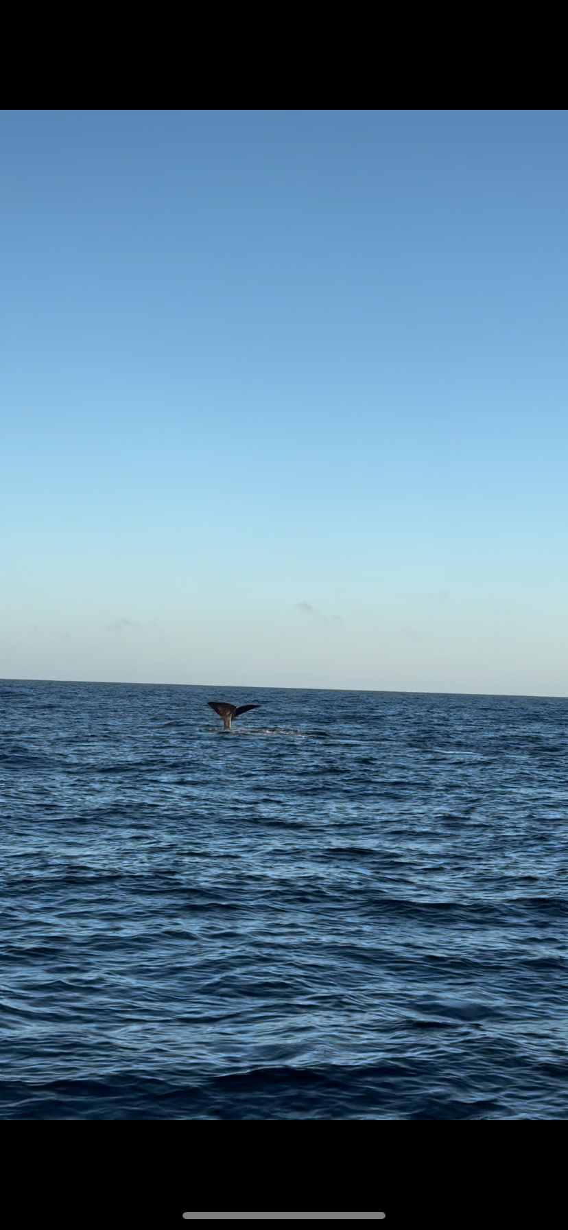 Physeter macrocephalus