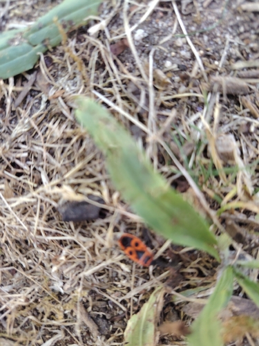 European Firebug