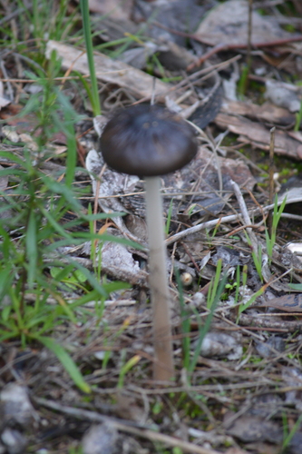 Oudemansiella gigaspora