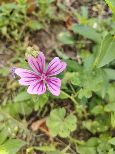 Common Mallow