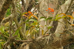 Guarianthe aurantiaca