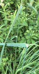 Phalaris caroliniana