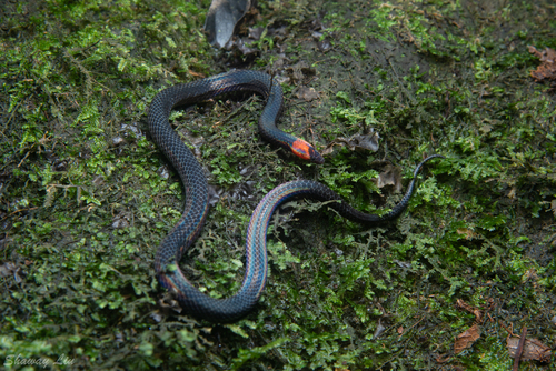 Photo of a White-collared Reed Snake (Pseudorabdion albonuchalis)