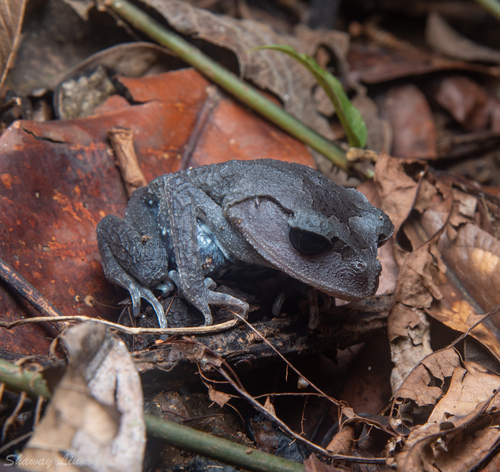 Leptobrachium montanum, 2026-01-31