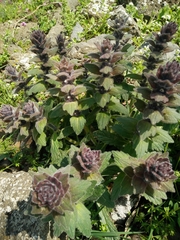 Ajuga orientalis