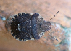 Dyroderes umbraculatus