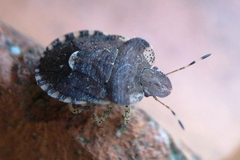Dyroderes umbraculatus
