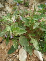 Symphytum brachycalyx