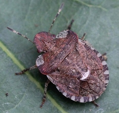 Dyroderes umbraculatus