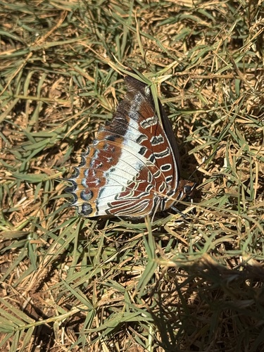 White-barred Emperor