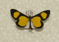 Cyllopodini