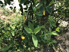 Wikstroemia