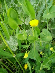 Lathyrus aphaca