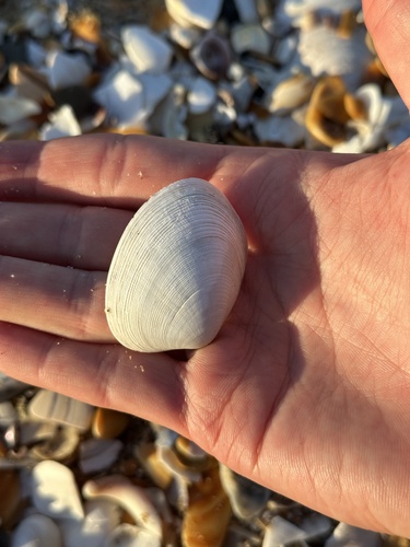 Venerupis largillierti, 2026-06-13