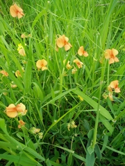 Lathyrus hierosolymitanus