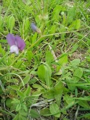 Vicia peregrina