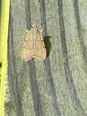 Basacallis tarachodes