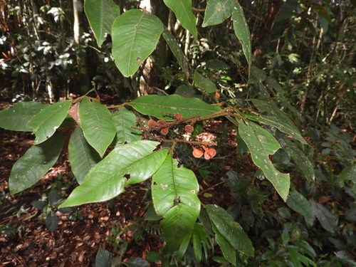 Mischocarpus lachnocarpus observed 2026-06-09