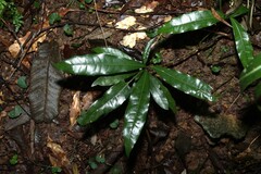 Beilschmiedia obtusifolia