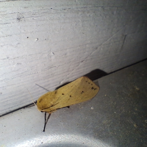 Isabella Tiger Moth