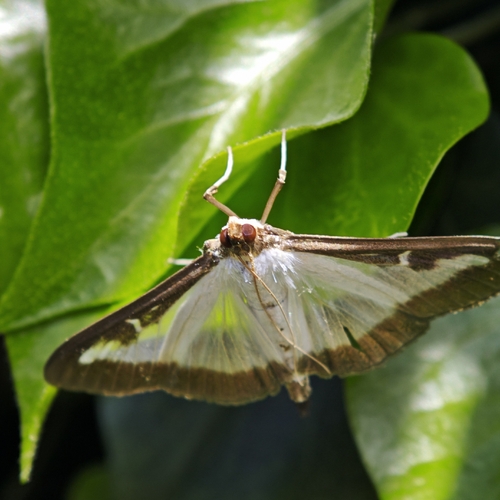 Box Tree Moth