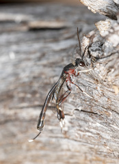 Gasteruption brachyurum