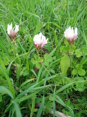 Trifolium clypeatum