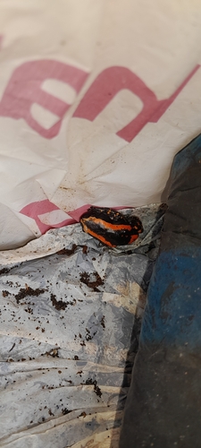 Red-Banded Rubber Frog