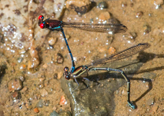 Argia cupraurea