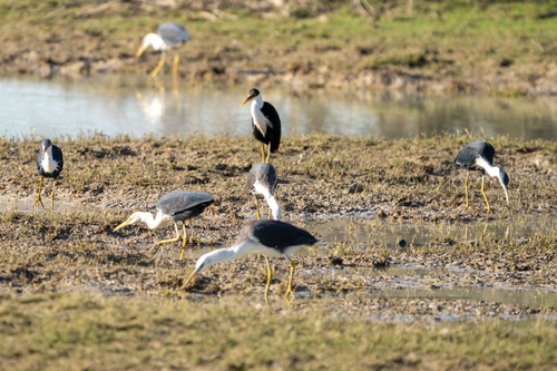 Pied Heron