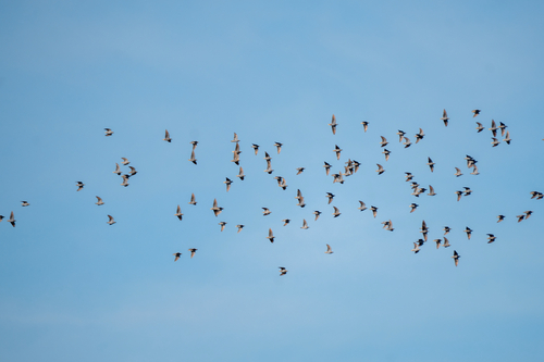 Flock Bronzewing