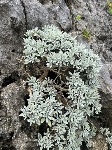 Crossostephium chinense