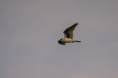 Letter-winged Kite