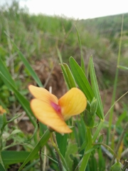 Lathyrus gorgonei