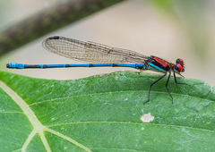 Argia cupraurea