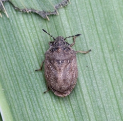 Podops inunctus