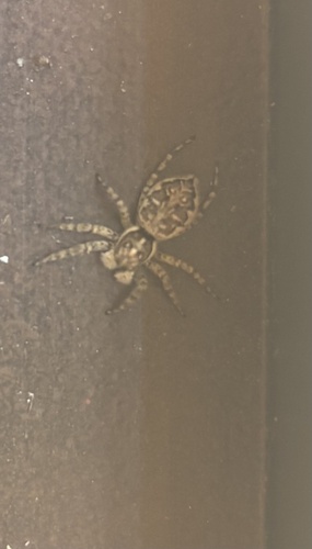 Half-edged Wall Jumping Spider