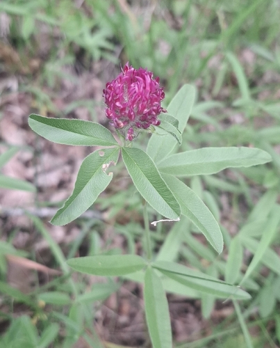 alpine zigzag clover