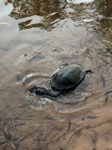 Kimberley Snake-necked Turtle (Chelodina walloyarrina) · iNaturalist