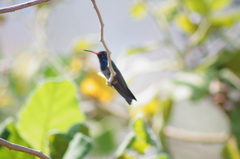 Cynanthus doubledayi